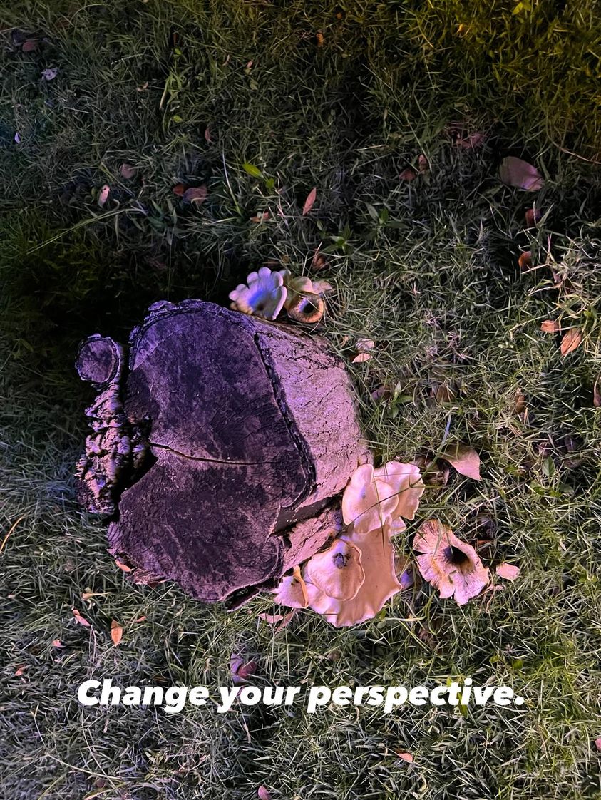 May be an image of prickly pear and text that says 'በክ change Changeyour-perspective. your perspective.'